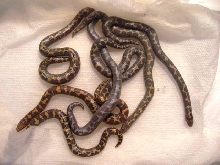 Baby sand boas