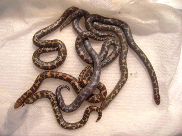 Baby sand boas