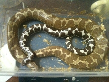 hypo female