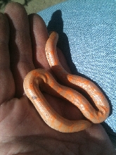 albino paradox