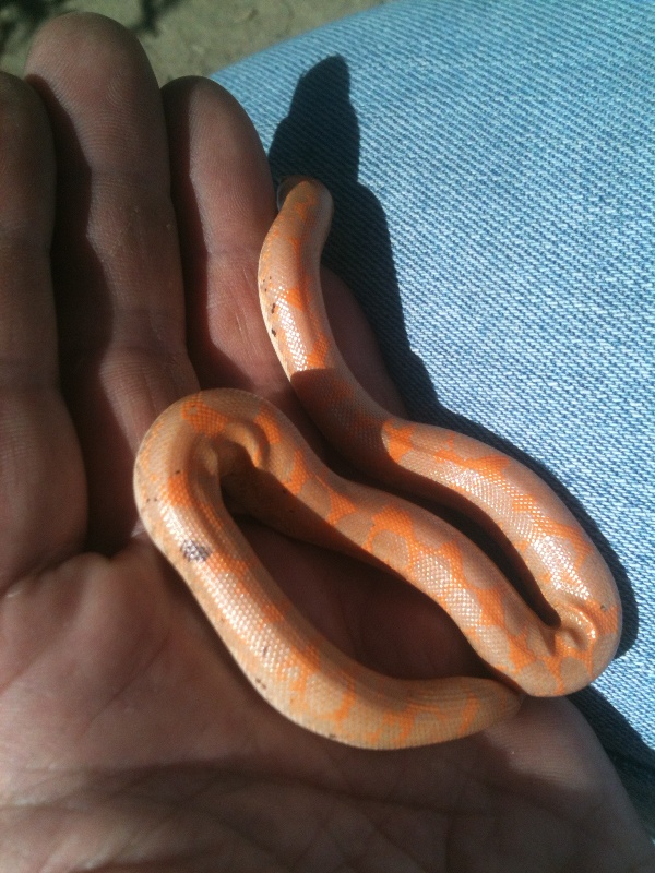 albino paradox