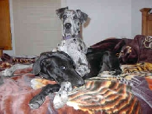 It's the only bed they haven't outgrown yet!