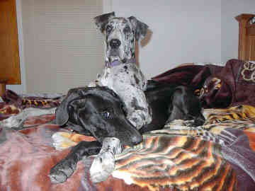 It's the only bed they haven't outgrown yet!