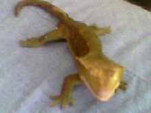 this is my male his name is Hector