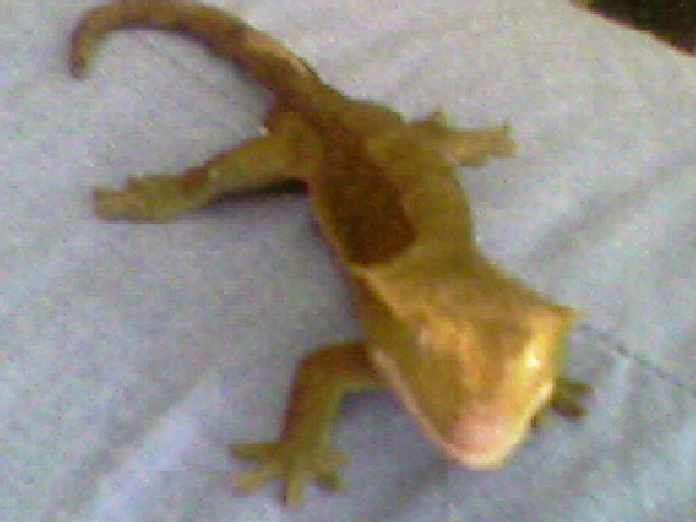 this is my male his name is Hector