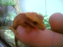 my tinny juvie again