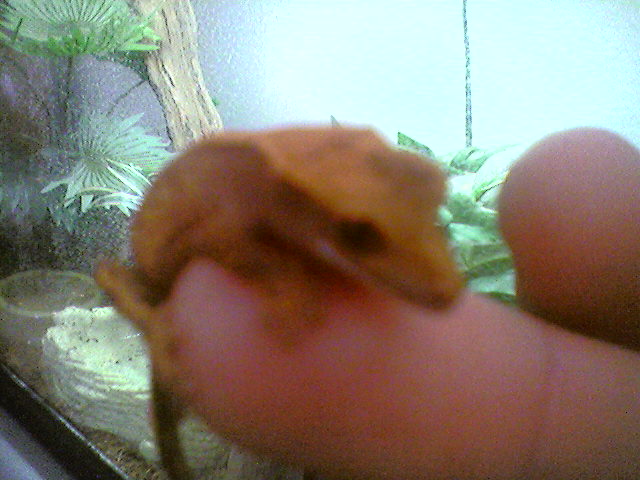 my tinny juvie again