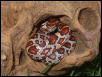 A swedish cornsnake :-)