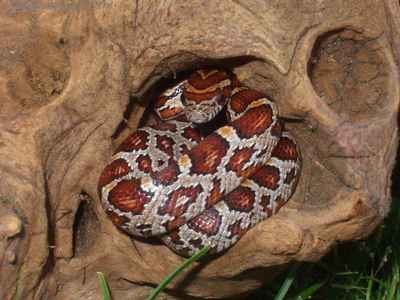 A swedish cornsnake :-)