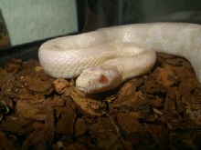 snowcorn green