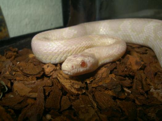 snowcorn green