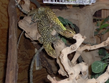 mating ????