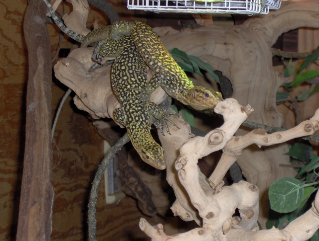 mating ????