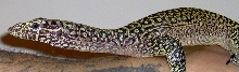 orange doreanus