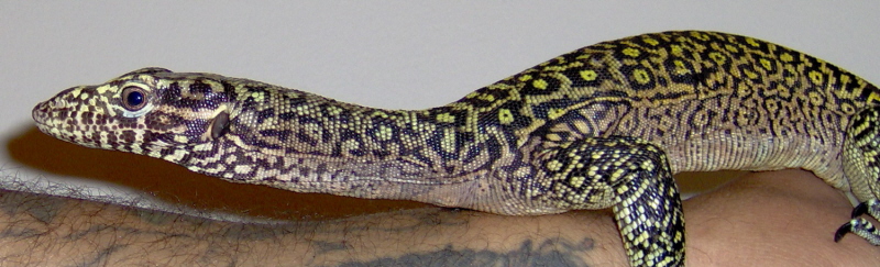 orange doreanus