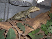 yellow monitor