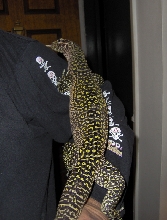 doreanus