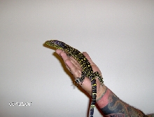 baby croc