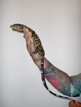 Baby croc