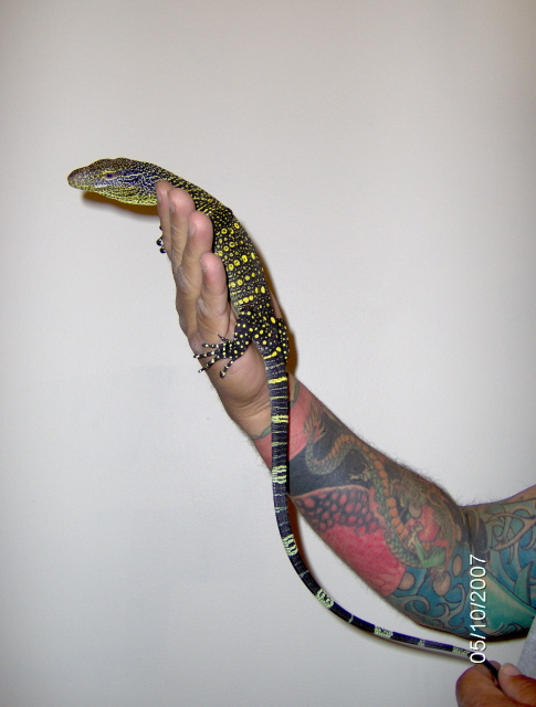 Baby croc