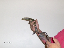 new croc photo