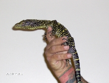 young croc
