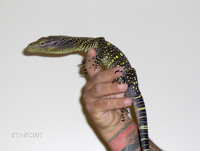 young croc