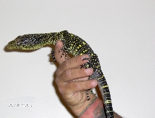my croc (new photo)