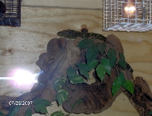 new croc enclosure
