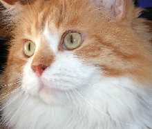 Harrison TenHouseCats