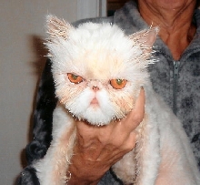 Joey RescuePurrsian