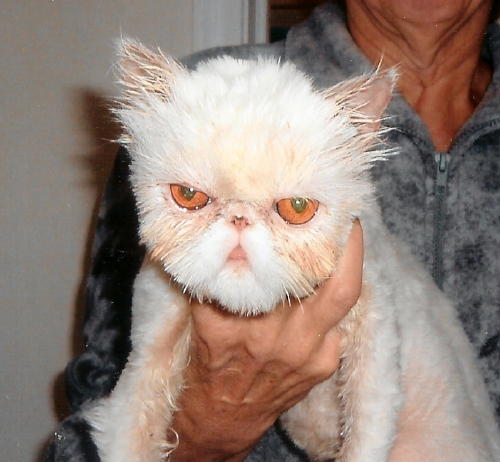 Joey RescuePurrsian
