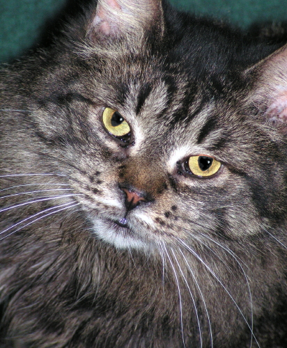 Teagan TenHouseCats
