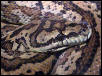 female coastal
