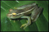 Hyla hobbsi