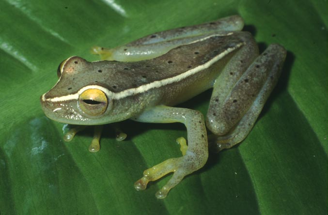 Hyla hobbsi