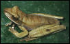 hyla lanciformis