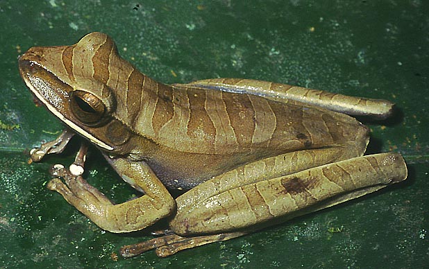 hyla lanciformis
