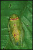 Hyla ornatissima