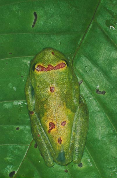 Hyla ornatissima