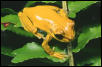 Nice hylid...guess the species