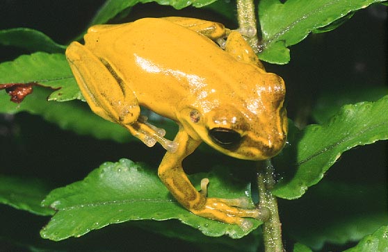 Nice hylid...guess the species