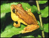 Hyla pulchrilineata