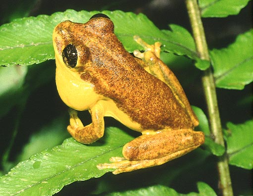 Hyla pulchrilineata