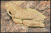 Hyla vasta