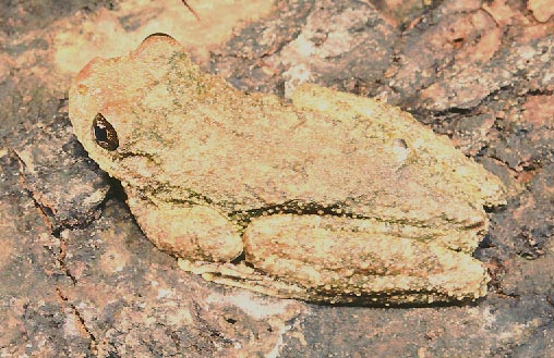Hyla vasta