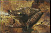 Osteocephalus buckleyi