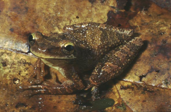 Osteocephalus buckleyi
