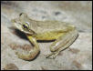 Osteopilus dominicensis