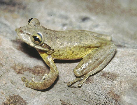 Osteopilus dominicensis